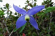 25 Clematide alpina (Clematis alpina)